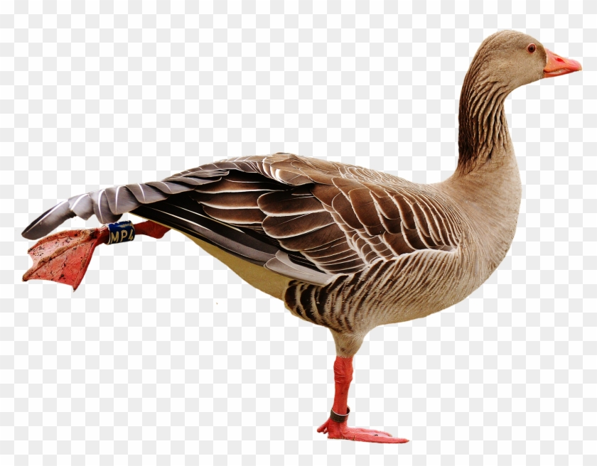Ganço Png #802078