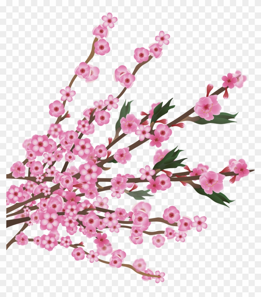 Cherry Blossom - Cherry Blossoms - Cherry Blossom - Cherry Blossoms #802355