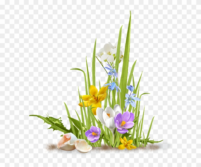 Spring, Flower, Crocus, Saffron, Grass, Shell, Egg - Spring Flower Png #802265