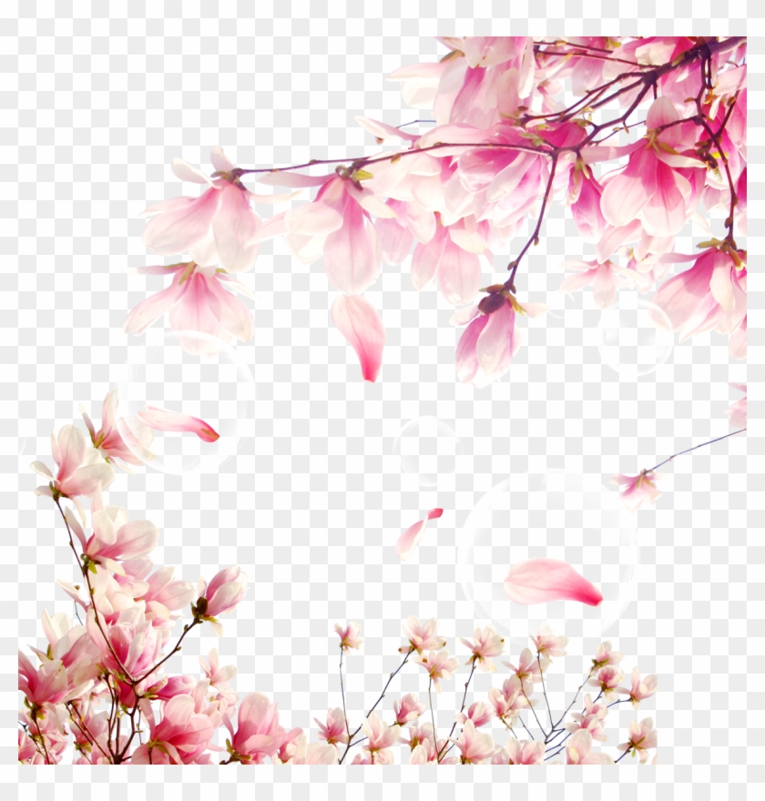 National Cherry Blossom Festival Download - National Cherry Blossom Festival Download #802585