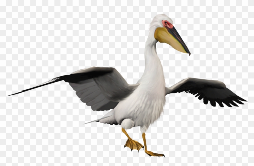 Bird Pelican Penguin Clip Art - Portable Network Graphics #802623