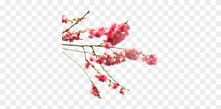 Cherry Blossom Branch Of The Prunus Genus - Cherry Blossom Flower Transparent #802755