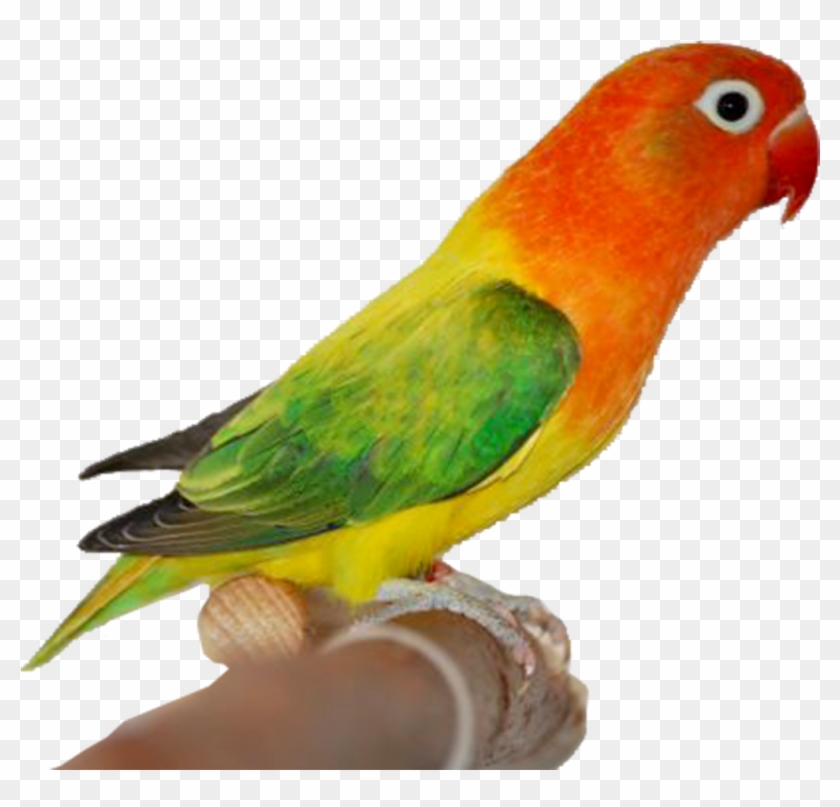 Gambar Kartun Love Bird - Green Euwing Opaline #803126