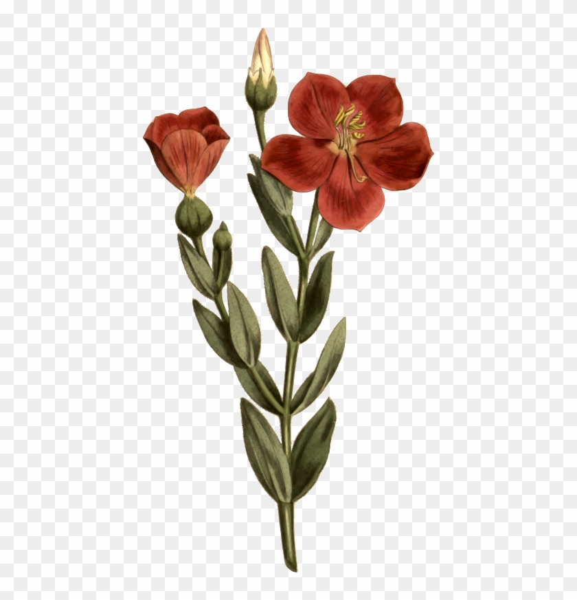 Medium Image - Calochortus #803824