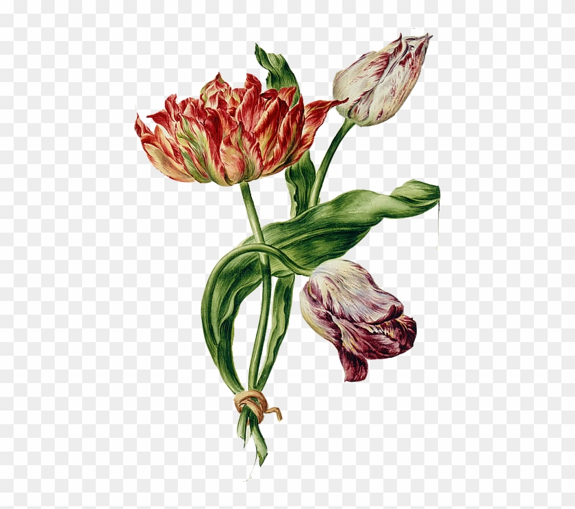 Tulip #803865