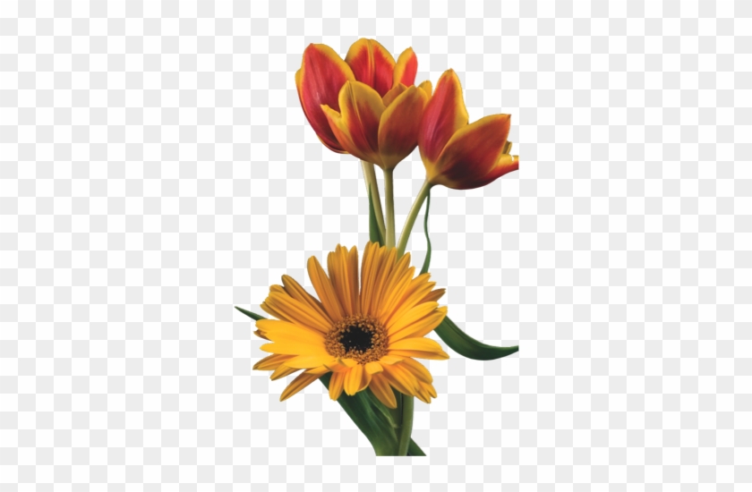 Gazania #804005
