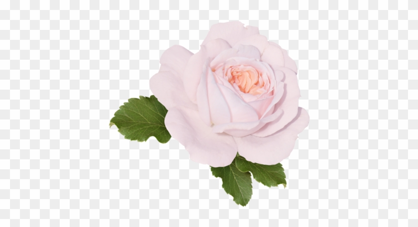 Floribunda #804060