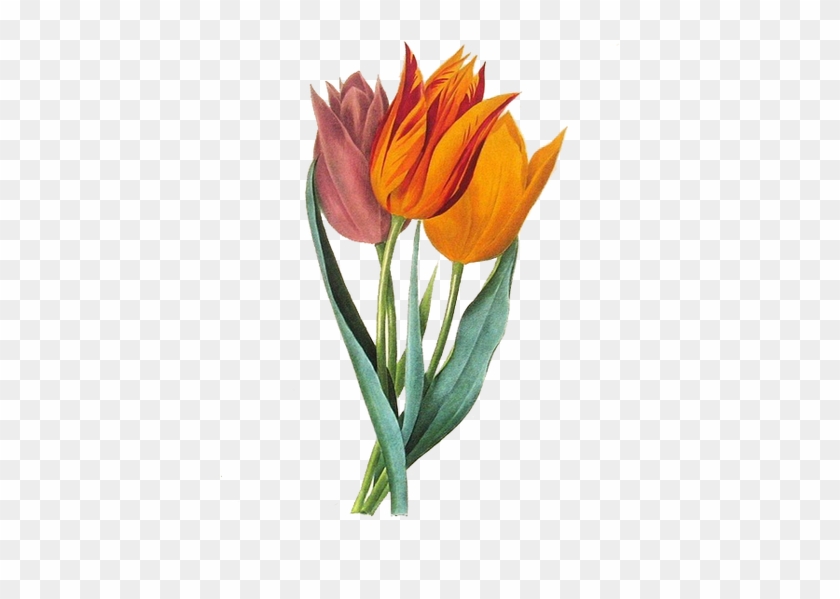 Giclee Painting: Langlois' Tulipe De Gesner: Tulipa #804711