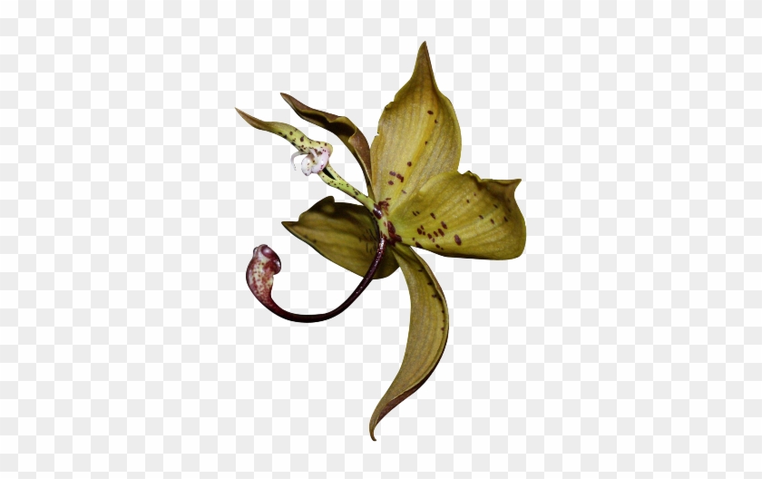 Orchids #804759