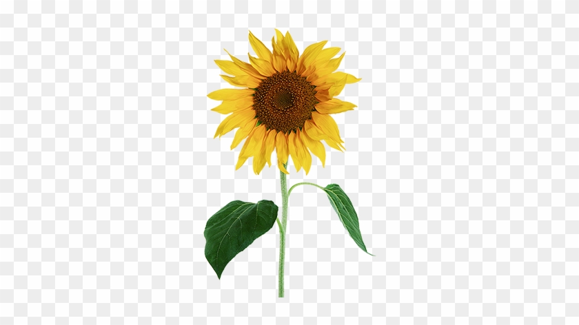 האם אתה שותה יותר מהגבול המומלץ - Sunflower White Background #804963