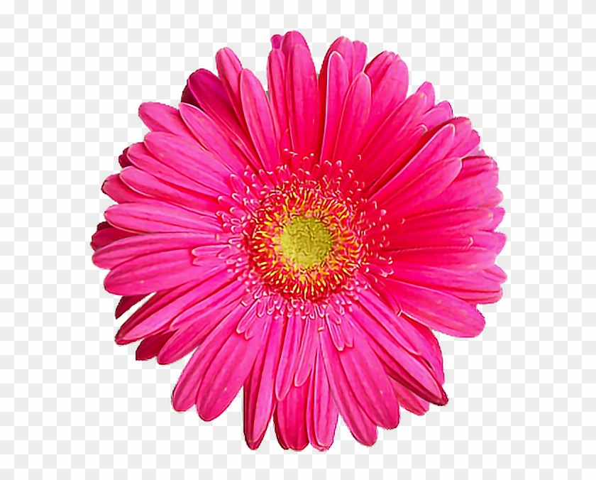 Flower Clip Art - Flower Clip Art #805021