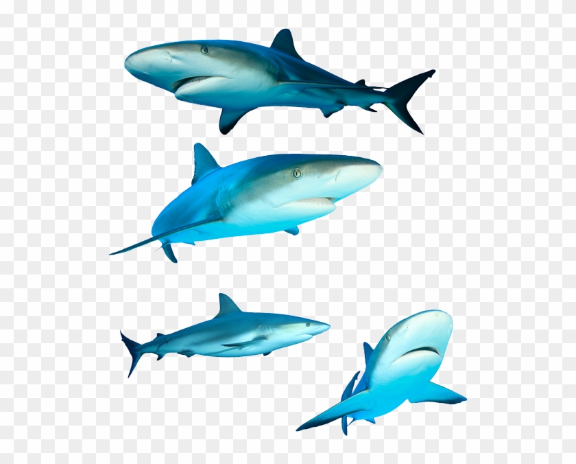 Great White Shark Royalty-free Photography - Great White Shark Royalty-free Photography #805188
