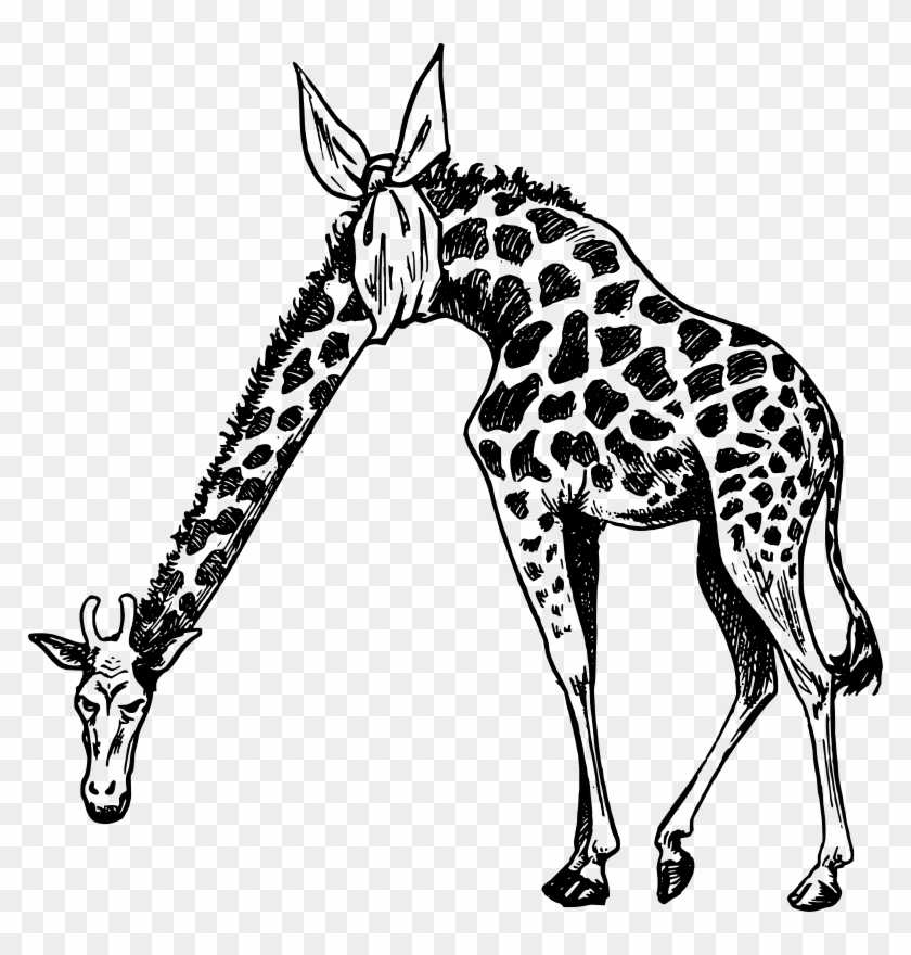 Medium Image - Animals With Bandages Clipart #806307