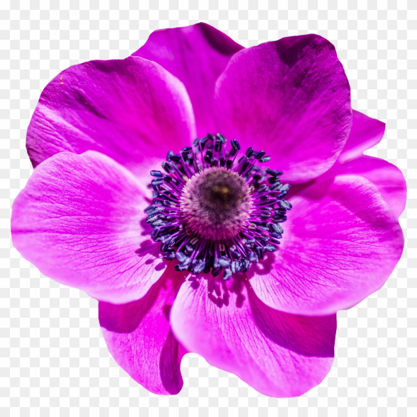 Flower Png Transparent Image - Flower Png #806450