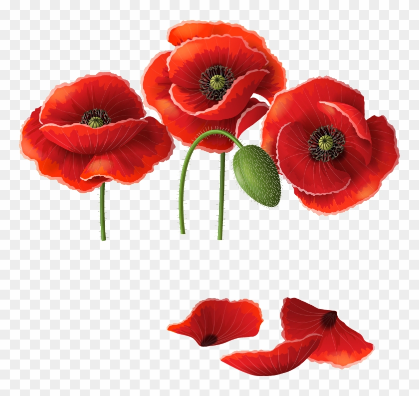 Png Клипарт "beautiful Flowers" - Poppy Vector Free Download #806469