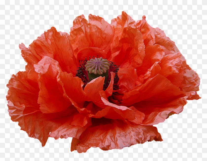 Poppy, Red Flowers, Transmission, Flowers - Common Poppy #806473