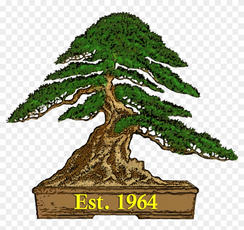 Bonsailogodate - Australian Bonsai #806557