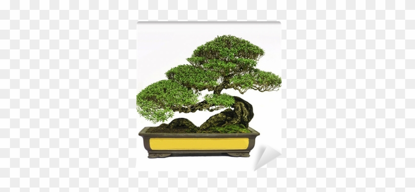 Bonsai #806807