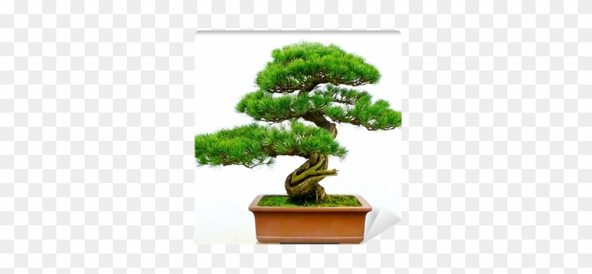 Bonsai For Beginners: The Ultimate Guide To Bonsai #806820