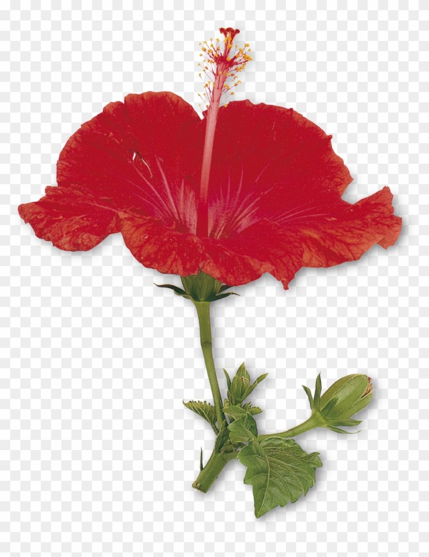 Parts Of A Flower #807212