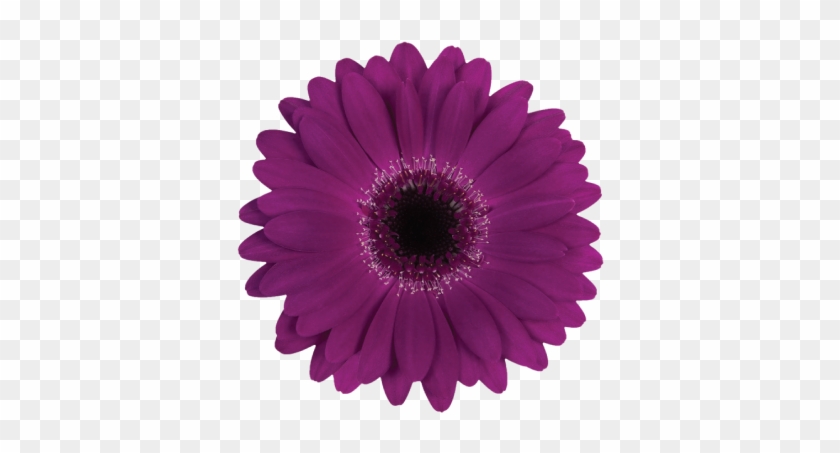 Navy - Dianthus Moontea #807442