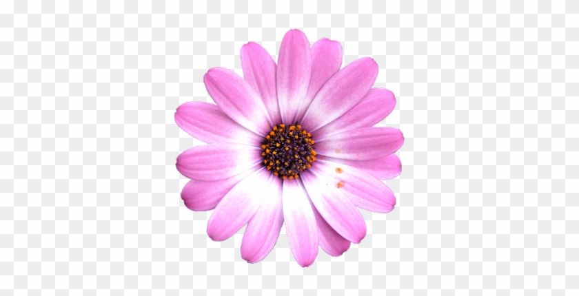  African Daisy Flower Png #807618