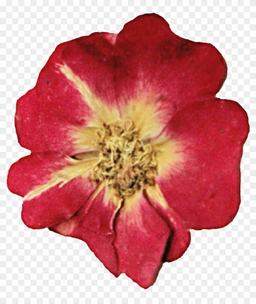 Pressed Rose By Jeanicebartzen27 Pressed Rose By Jeanicebartzen27 - Stock Photography #807699
