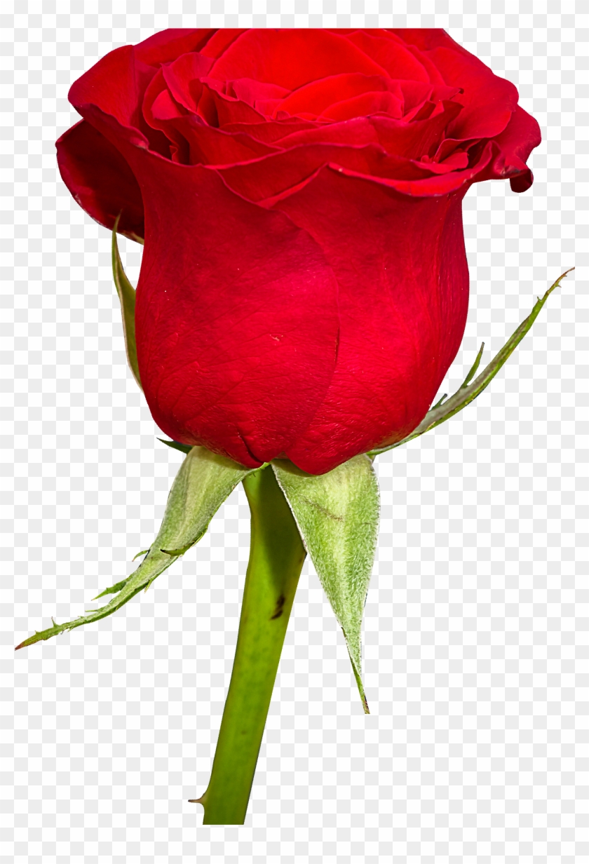 Garden Roses Flower Bouquet Cut Flowers - Garden Roses Flower Bouquet Cut Flowers #807897