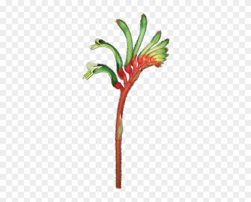 Australian Flora Png #807731