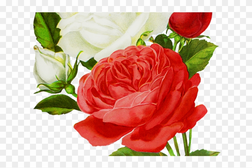 White Rose Png Transparent Images - Drawing #807841