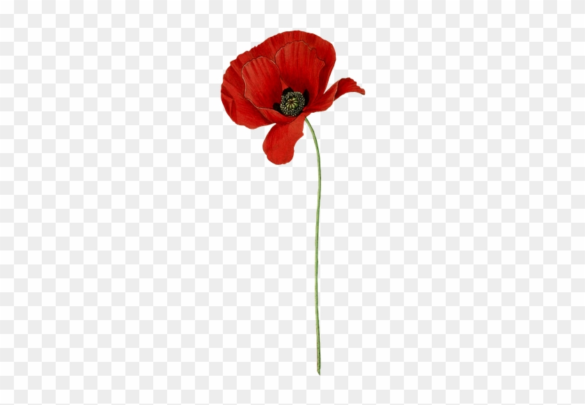 Mohn, Blume, Pflanze, Blüte, Jahrgang, Isoliert - 3drose Mug_178829_1 Poppy Flowers Ceramic Mug, 11 Oz, #807937