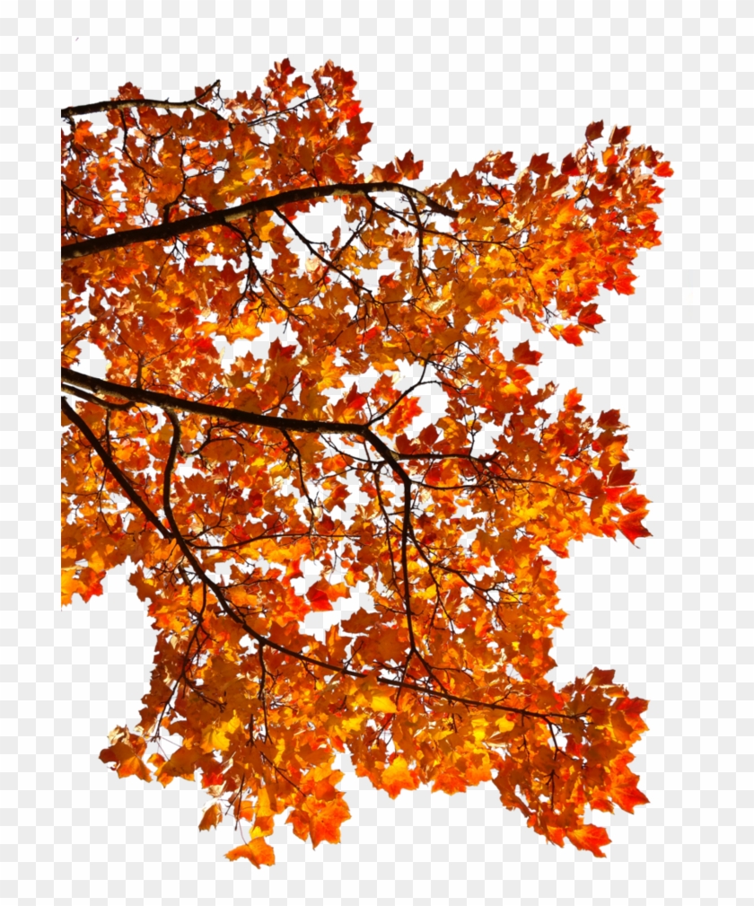 Maple Leaf Autumn Android Clip Art - Maple Leaf Autumn Android Clip Art #808101