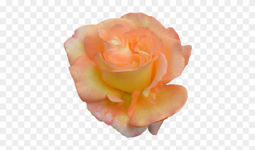 Garden Roses #808255