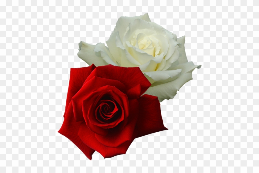 [ Img] - Rosa Vermelha E Branca #808360