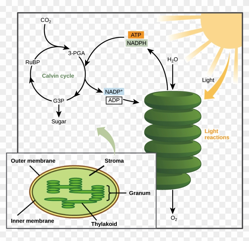 Photosynthesis Equation Diagram Lovely Synthesis Calvin - Calvin Cycle In Photosynthesis #808521
