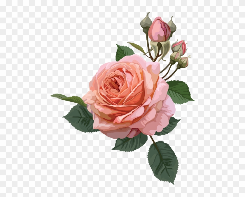 1423291584 Pink Roses Collection 1 06 - Transparent Background Rose Clipart #808610