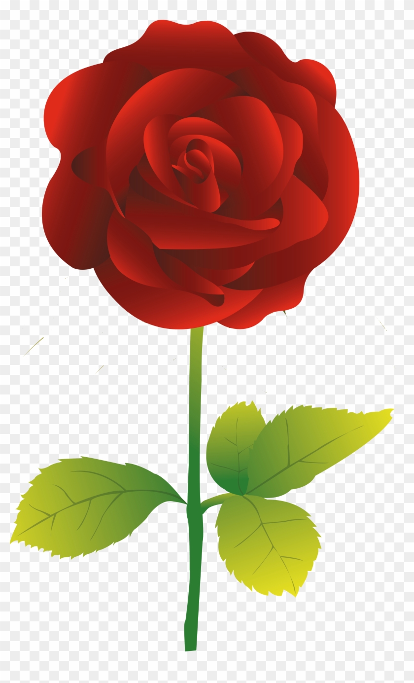 Garden Roses Flower - Garden Roses Flower #808844