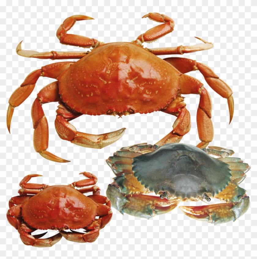 Crab Clip Art - Crab Clip Art #808924