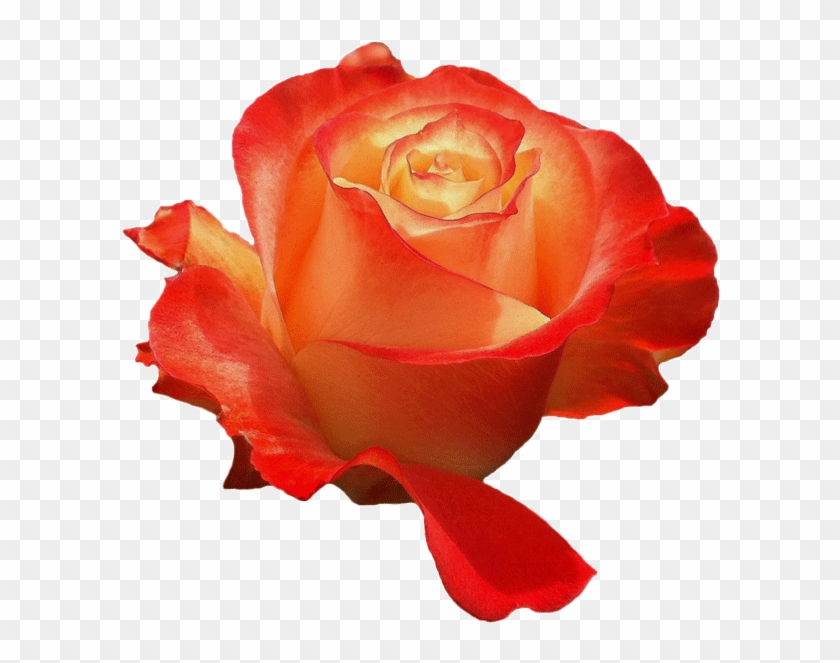 Display All Pictures - Floribunda #808900