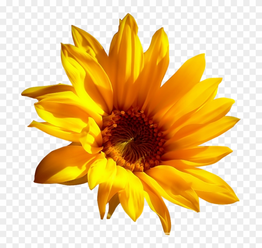 Flower Image Cutout - Gazania #809001