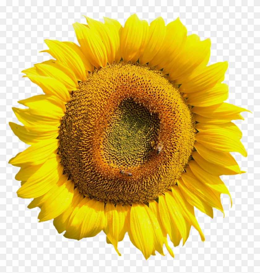 Flower Png #809070