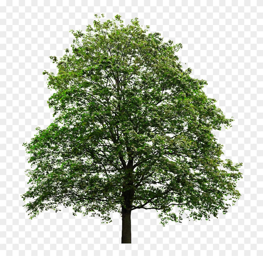 Tree Transparent Background - Tree With No Background #809076