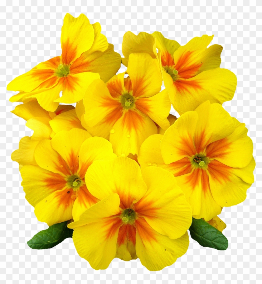 Primrose Png #809109