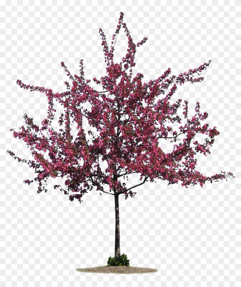 Free - Crab - Apple - Tree - Digitalholeinone - Free - Crab - Apple - Tree - Digitalholeinone #809128