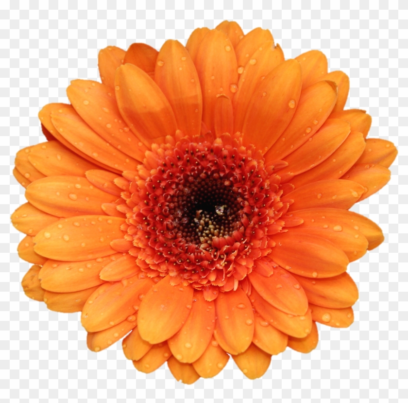 Go To Image - Go To Image #809182