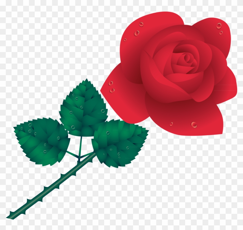 Garden Roses Cdr - Garden Roses Cdr #809521