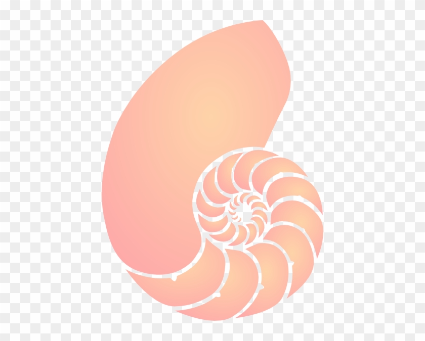 Coral Nautilus Shell Clip Art At Clker Com Vector Clip - Coral Clip Art #809889