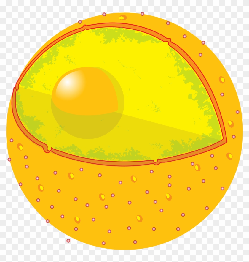The Control Panel Controls All The Movement Of The - Cell Nucleus #810006