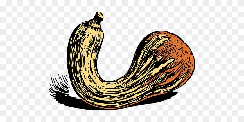 Vegetable, Plant, Food, Crookneck - Sqaush #810666