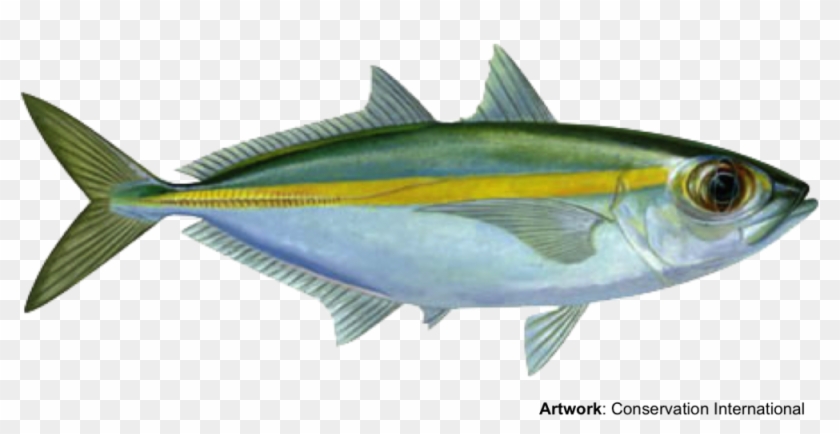 Hawaiʻi Seafood Month - Hawaiʻi Seafood Month #810731